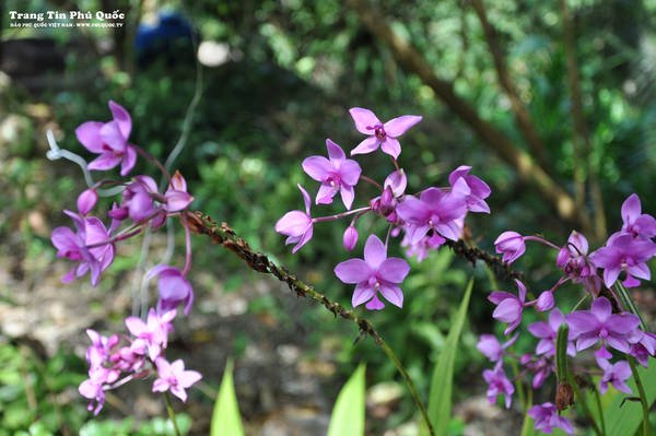 Il parco nazionale di Phu Quoc