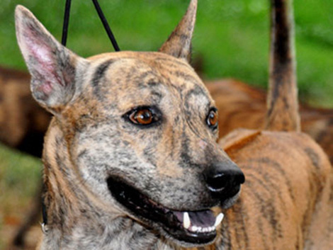Il cane di Phu Quoc: Ridgeback