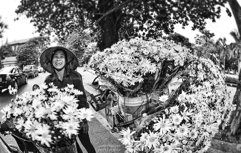 Cuc hoa mi – fiore margherita Hanoi