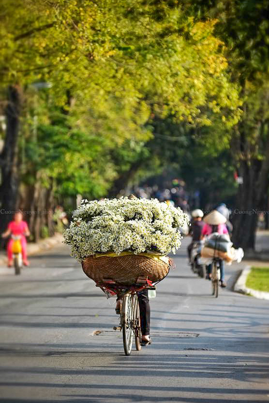 Cuc hoa mi – fiore margherita Hanoi