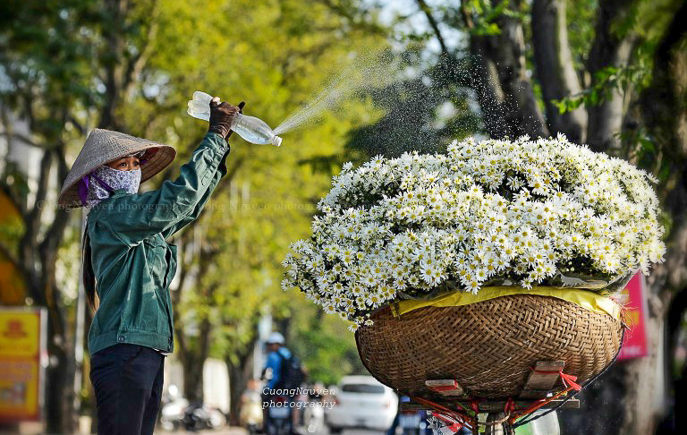 Cuc hoa mi – fiore Margherita tipica di Hanoi