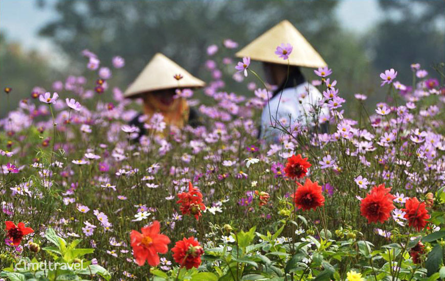 Villaggi di fiori : la bellezza tradizionale di Hanoi