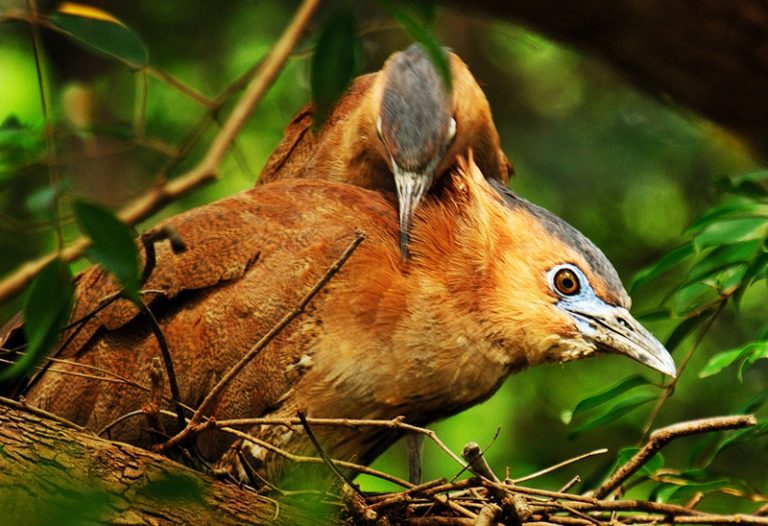 La bellezza della natura in Parco Nazionale del Cuc Phuong