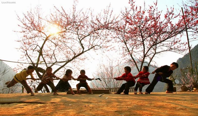 Albero di orchidea : il colore bianco di marzo di Hanoi