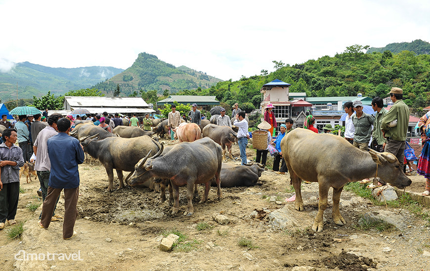 Il mercato di Bac Ha - Reparto di Buffalo