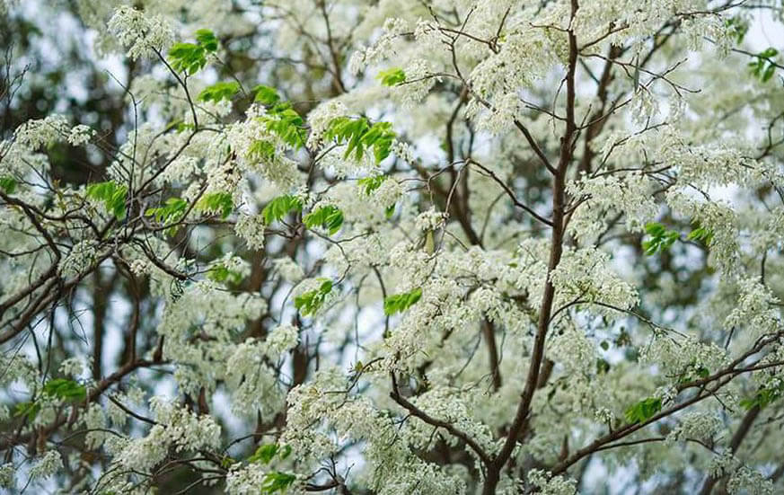 Sưa : La stagione dei fiori puri nel cuore di Hanoi