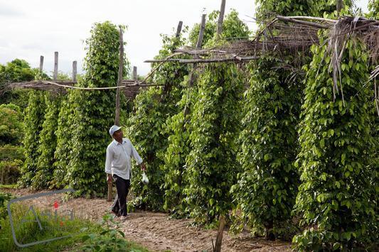 Guida di viaggio a Kampot, Cambogia 