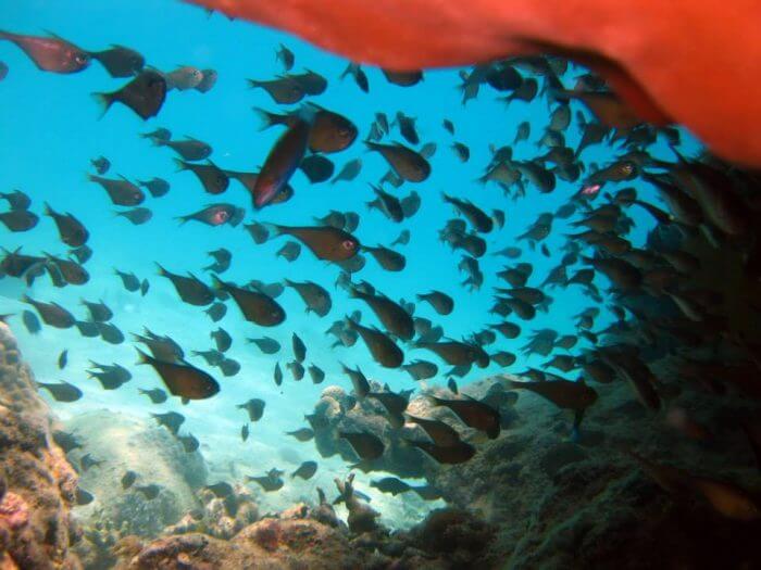 I migliori siti di immersione e snorkeling in Vietnam