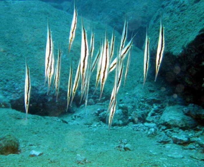 I migliori siti di immersione e snorkeling in Vietnam