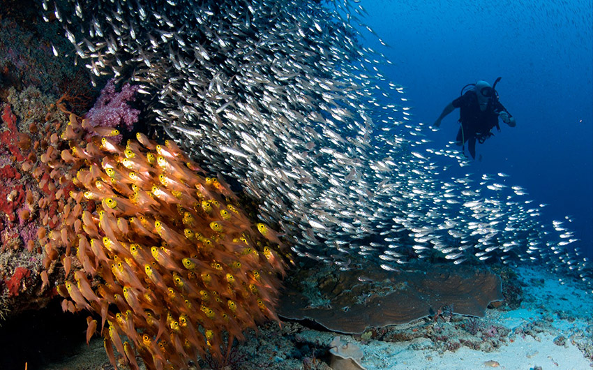 I migliori siti di immersione e snorkeling in Vietnam